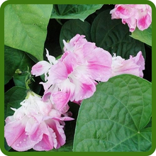 Low Maintenance Ipomoea Nil Morning Glory