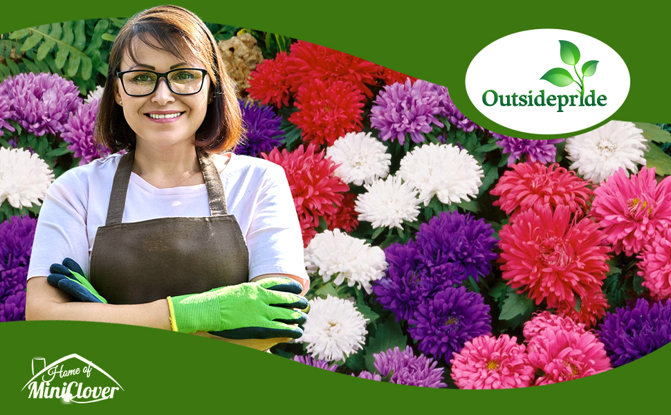 Callistephus Dwarf Milady Aster Flower Garden