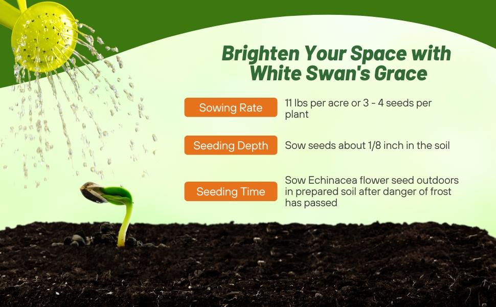 Echinacea White Swan Coneflower Planting Directions