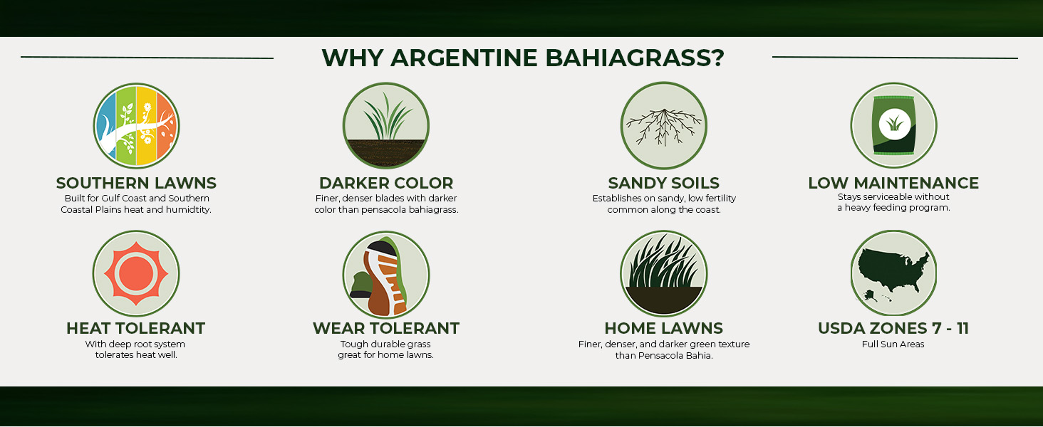Argentine Bahia For Lawns