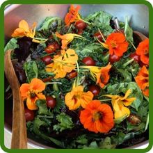 Nasturtium Culinary Uses