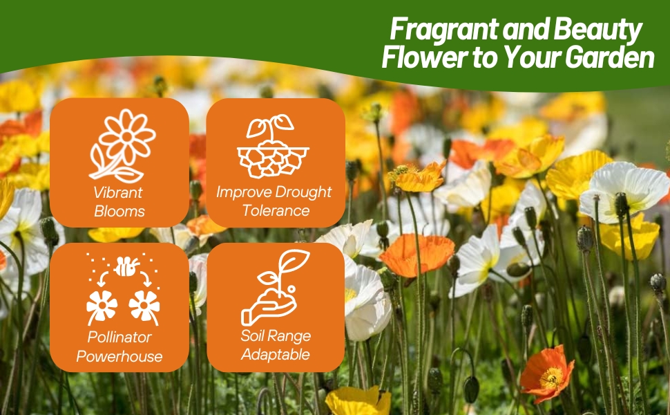 Fragrant California Poppy Ballerina Flower Seed Mixture For Gardens