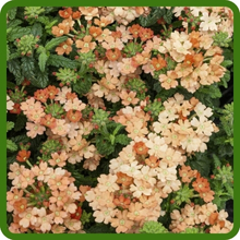 Apricot Verbena Compacta Low Growing Ground Cover