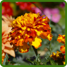 Long Blooming Season of Tagetes Patula Marigold