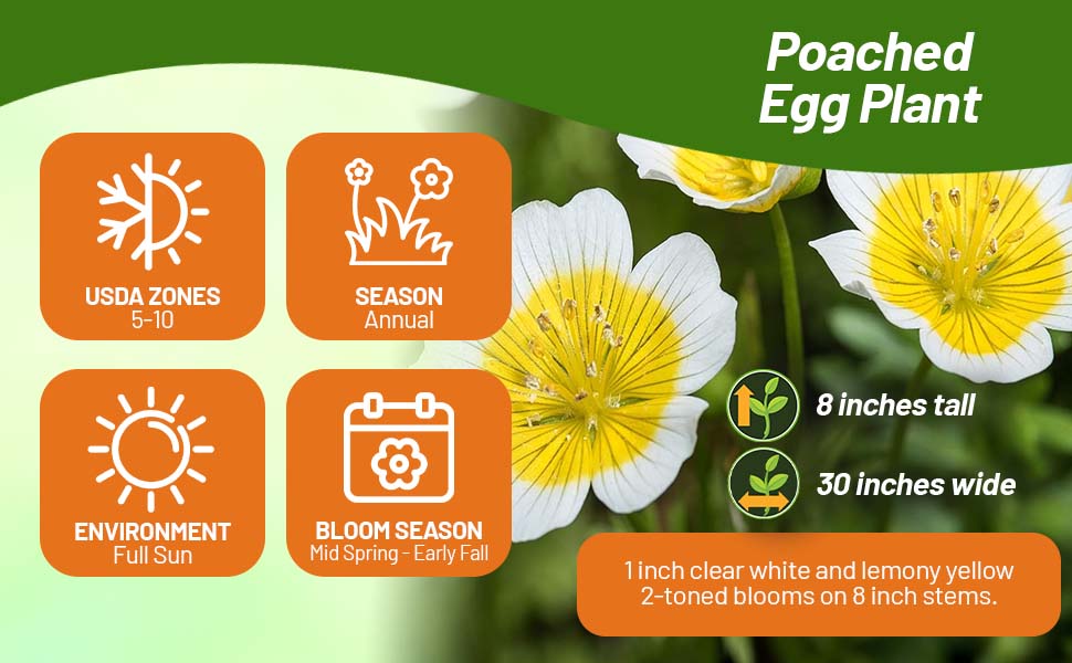 Dwarf, Compact Meadowfoam Poached Egg Plant Ground Cover