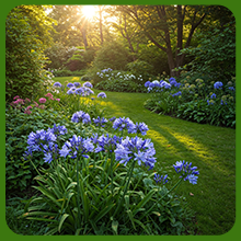 LIly of the NIle in Bloom