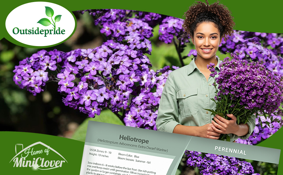 Heliotrope Extra Dwarf Marine Purple Flowering Plants