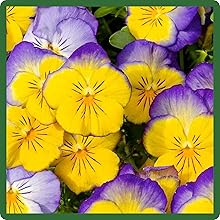 image of flower