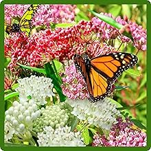 Asclepias Incarnata Swamp Milkweed With Butterflies