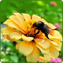 Pollinating Bee on Zinnia Zilliput Yellow Flower