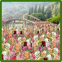 Classic Cottage Garden Charm of Double Flowering Hollyhock