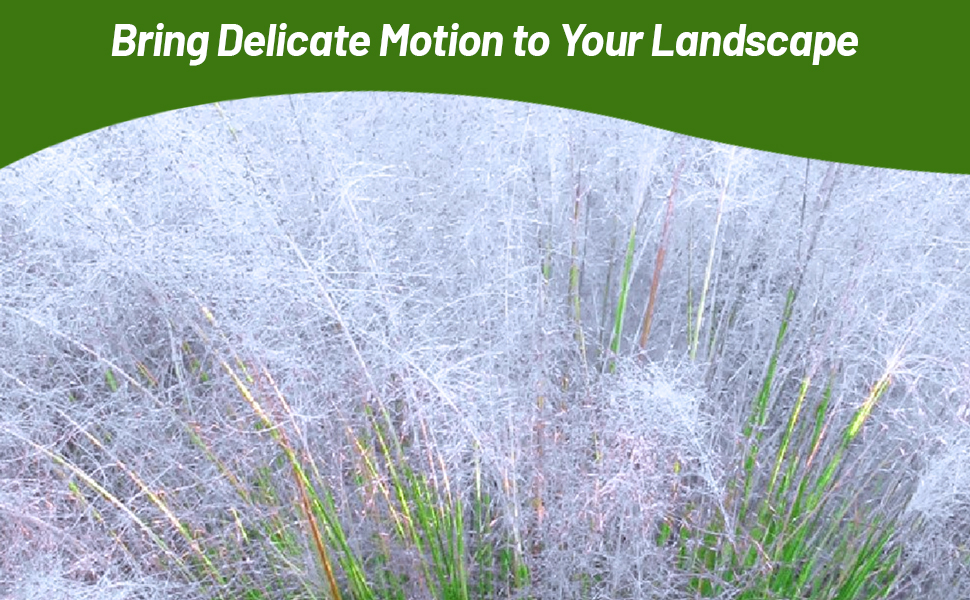 Silvery Plumes of Agrostis Nebulosa Cloud Ornamental Grass