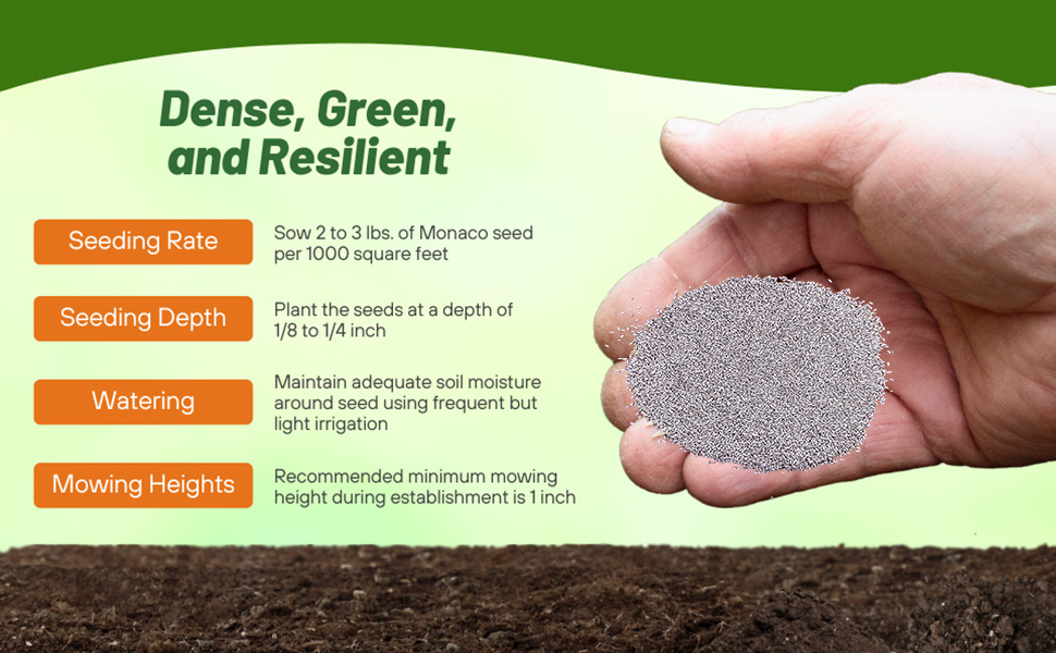 Royal TXD Bermuda Grass Seed Seeding Rate & Planting Time