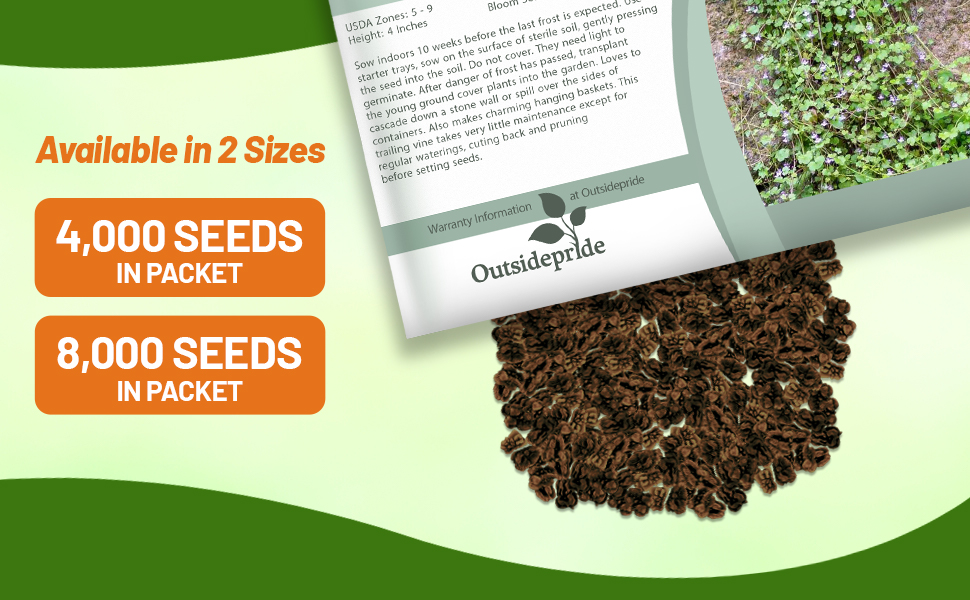 Kenilworth Ivy Seed Packet For Sale
