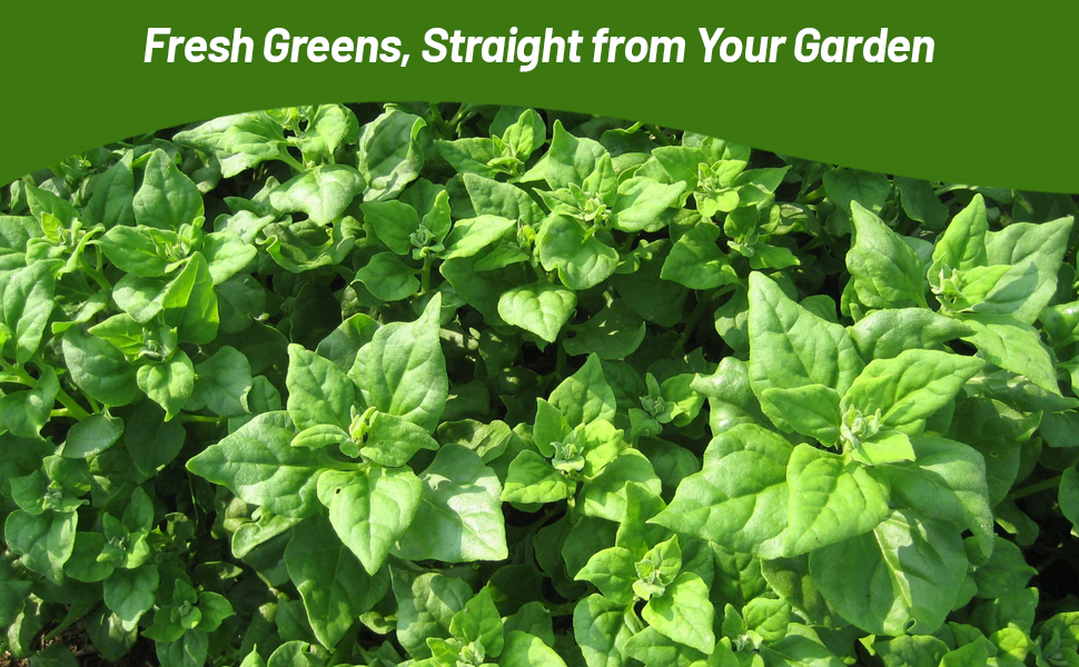 Fresh Greens New Zealand Spinach From Garden