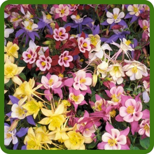 Multi Color Aquilegia Columbine