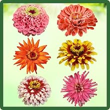 Divers Flowers of Zinnia Elegans