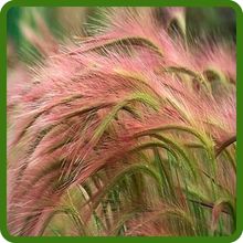 Salt Tolerant Hordeum Foxtail Barley