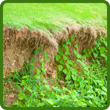 Alsike Clover For Green Manure & Erosion Control