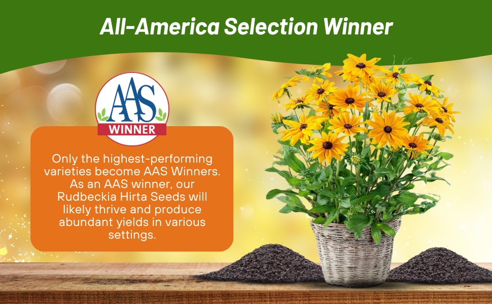 All American Selection Winner Gloriosa Daisy Indian Summer