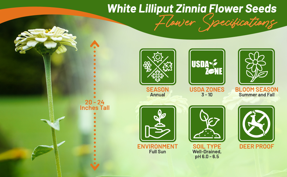 Zinnia Lilliput White Flower Specifications Chart