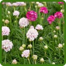 Red & White Blooms of Armeria