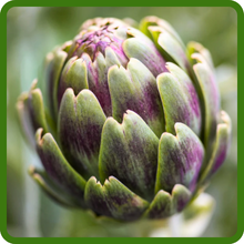Unique Visual Appeal of Artichoke Blooms