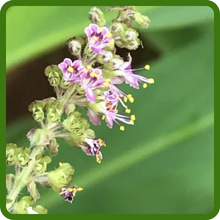 Clean Pink Blooms of Basil
