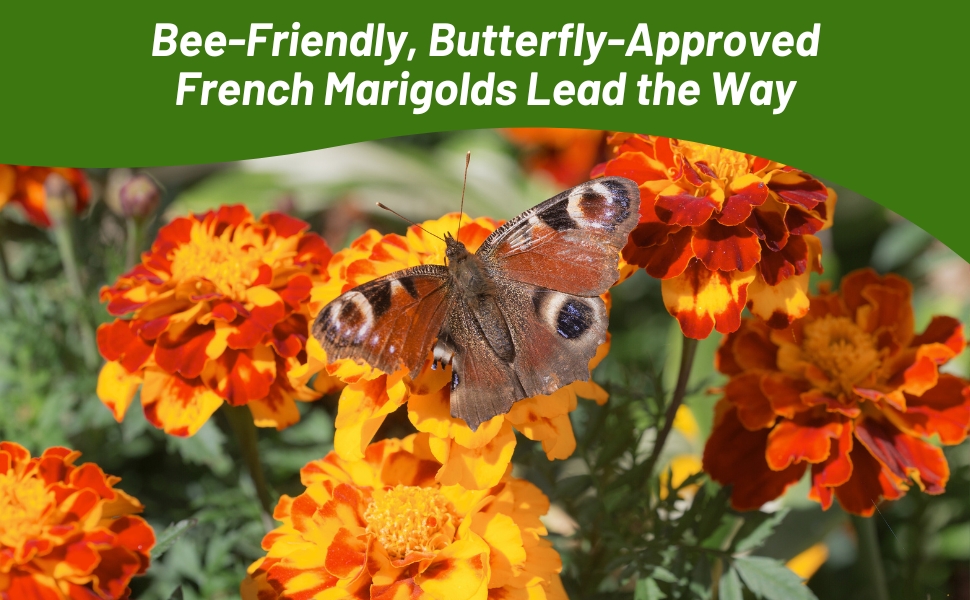 Pollinating Butterfly on Tagetes Patula French Marigold Blooms