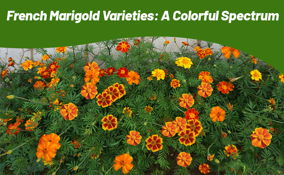 Compact Tagetes French Marigold Plants From Flower Seeds