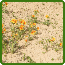 Drought Tolerant Blazing Star Wildflower