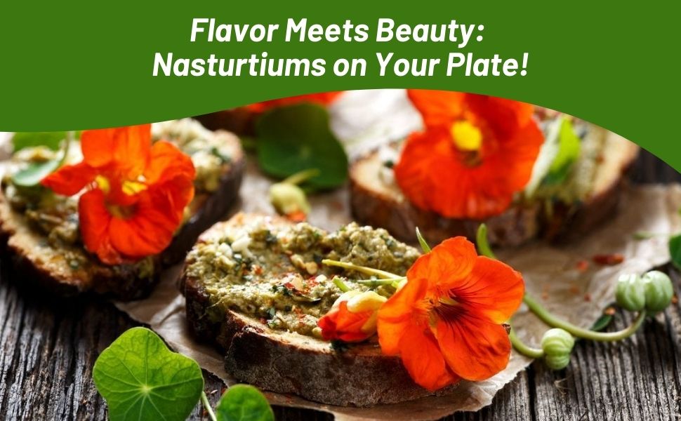 Nastutium Culinary & Flower Garden Uses