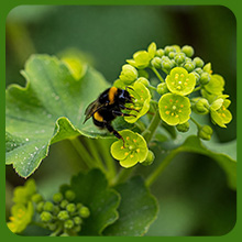 Pollinator Friendly Lady
