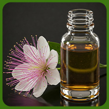 Caper Bush Oil For Condiments