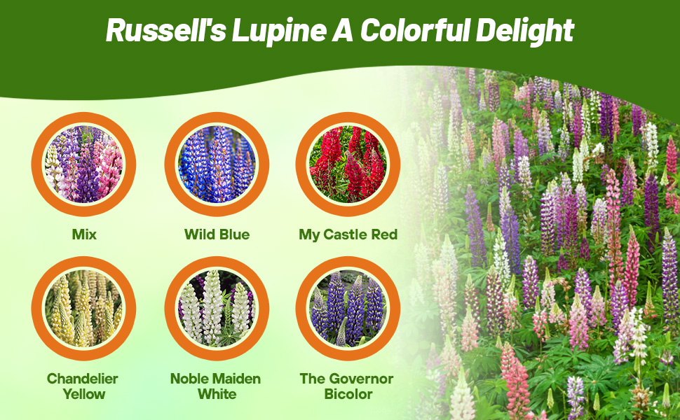 Varieties of Russels & Perennial Lupine Wildflowers