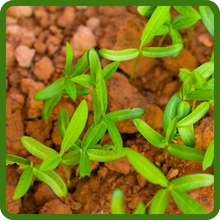 Sunn Hemp For Hot, Dry Conditions & Drought Tolerance