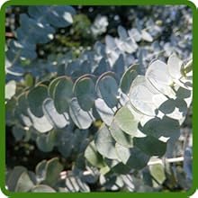 Drought Tolerant Eucalyptus Silver Dollar