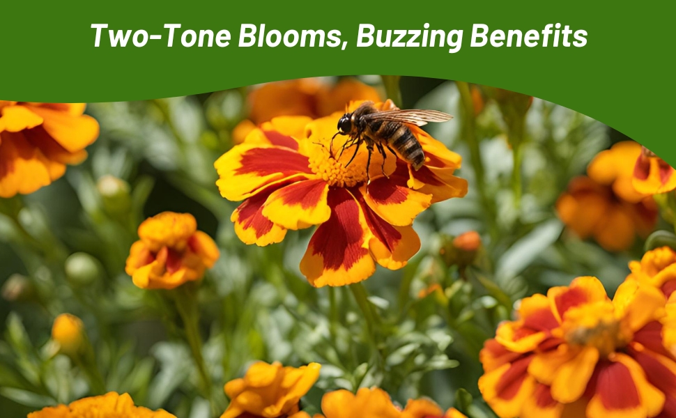 Pollinating Bee on Tagetes Patula Marigold Blooms