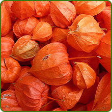 Tropical Fruits of Cape Gooseberry Plants