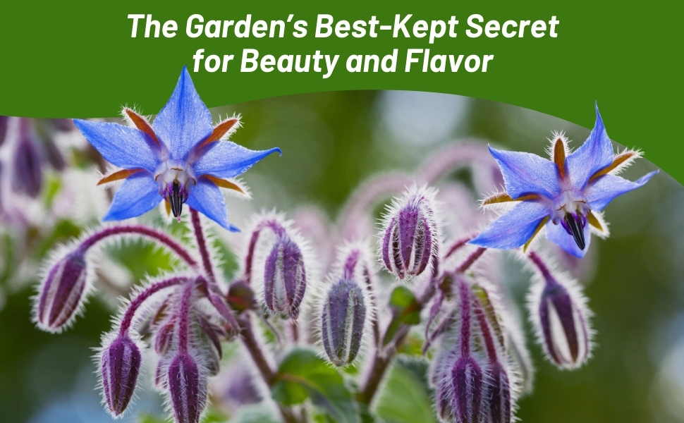 Up Close Image of Flowering Borage