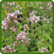 Sweet Majoram Attracts Pollinators