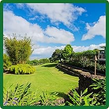 Low Growing Sheeps Fine Fescue Grass Seed With Superior Drought Tolerance