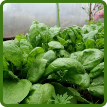 Vigorous Vines of New Zealand Spinach