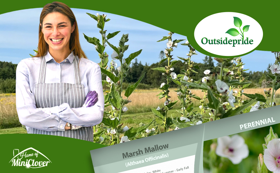 Althaea Officinalis Marsh Mallow Herb Seeds