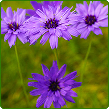 Perennial Drought Tolerant Cupid