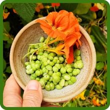Nasturtium Large Seeds Produce Edible Flowers & Leaves