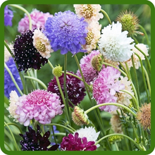 Drought Tolerant Scabiosa Pincushion Flower