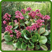 Minimal Water Bergenia Drought Tolerant Plants