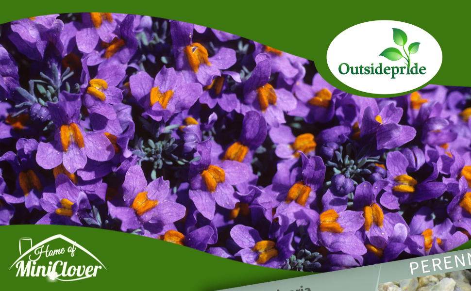 Alpine Toadflax Ground Cover Plants