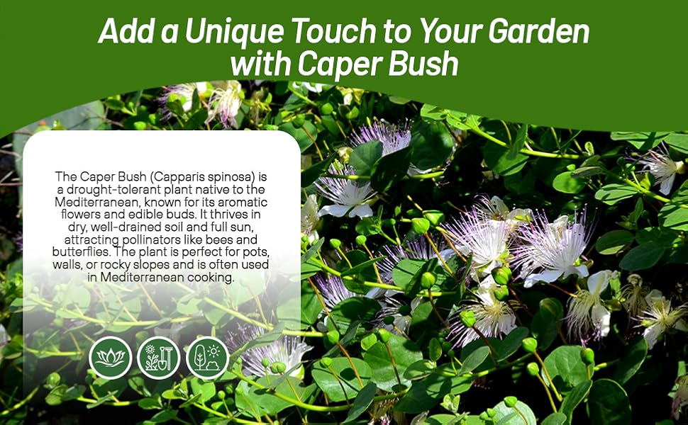 Drought Tolerant Capparis Spinosa
